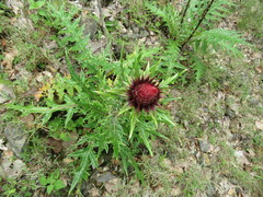 Cirsium ehrenbergii