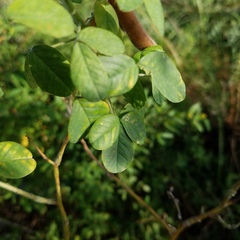 Crotalaria