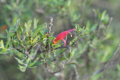 Eremophila glabra