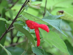 Salvia gesneriiflora
