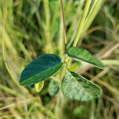 Vigna luteola
