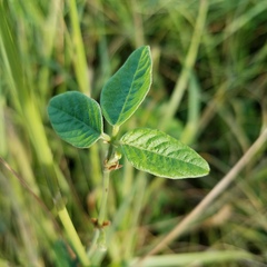 Vigna luteola