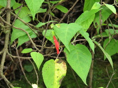 Salvia gesneriiflora