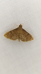Herpetogramma phaeopteralis