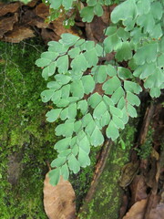 Adiantum andicola