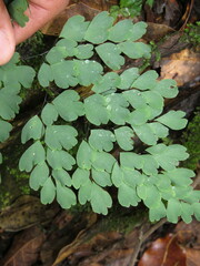 Adiantum andicola