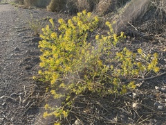 Cleomella obtusifolia