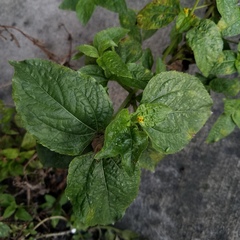 Synedrella nodiflora