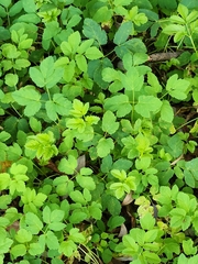 Aegopodium podagraria