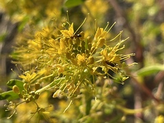 Cleomella obtusifolia