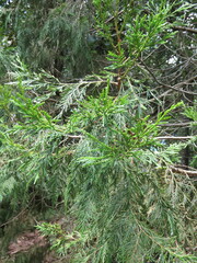 Juniperus flaccida