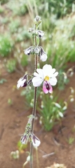 Schizanthus litoralis