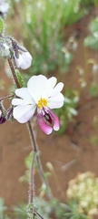 Schizanthus litoralis