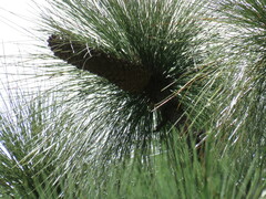 Pinus devoniana