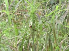 Malurus melanocephalus