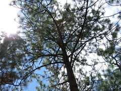 Pinus devoniana