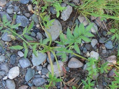 Angelica genuflexa