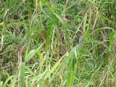 Malurus melanocephalus