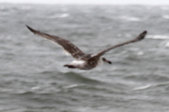 Larus schistisagus