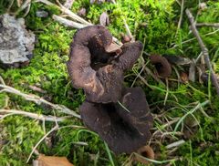 Craterellus