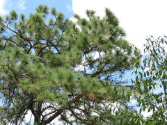 Pinus oocarpa