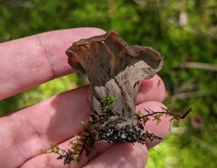 Craterellus