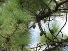Pinus oocarpa