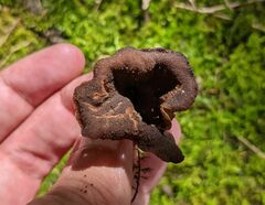 Craterellus