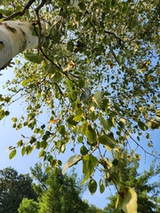 Populus tremuloides