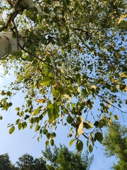 Populus tremuloides