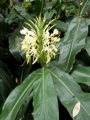 Hedychium gardnerianum image