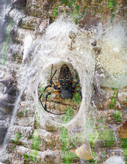 Nephilingis cruentata