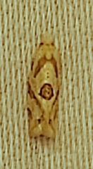 Tortricoidea