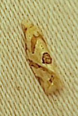 Tortricoidea