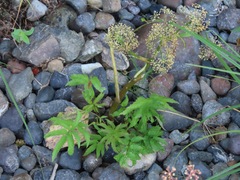 Oenantheae