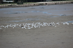 Chroicocephalus maculipennis