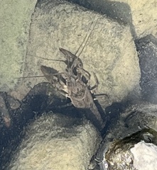 Faxonius virilis