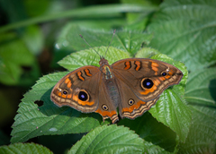 Junonia evarete