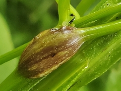 Neolasioptera vitinea