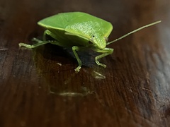Glaucias
