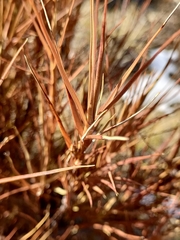 Dracophyllum