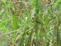 Malurus melanocephalus