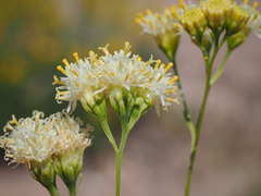 Hymenothrix loomisii