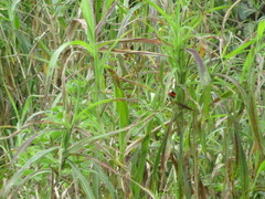 Malurus melanocephalus