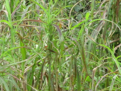 Malurus melanocephalus