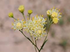 Hymenothrix loomisii