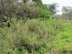 Malurus melanocephalus