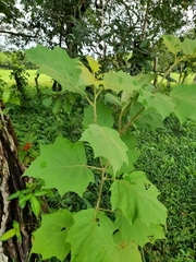 Solanum torvum image