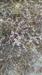 Eriogonum vimineum
