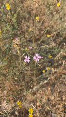 Epilobium brachycarpum